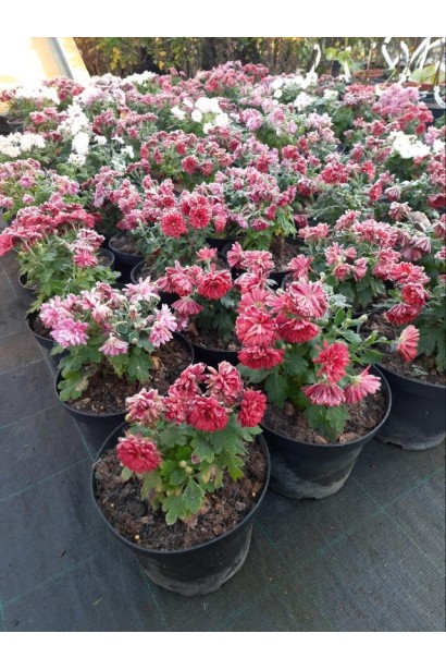 Хризантема Мультіфлора - 0,5-3л/вис.10-15см/Ø10-15см